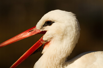 Stork head