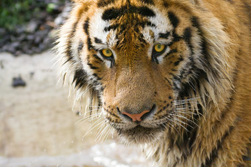 Tiger head