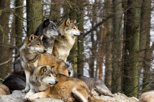 Wolf pack © Cloudtail