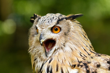 Eagle owl
