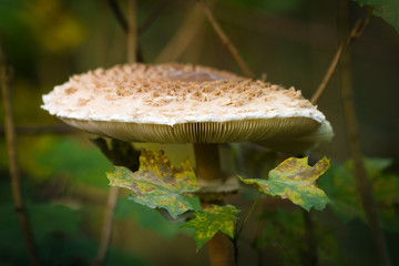 Fungus