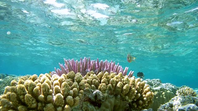 Threadfin Butterflyfish (Chaetodon auriga) It floats over the top of a shallow coral reef, Red sea, Sharm El Sheikh, Sinai Peninsula, Egypt
