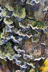 mushrooms on a trunk