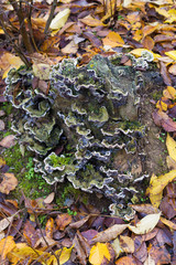 mushrooms on a trunk
