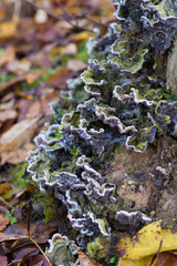 mushrooms on a trunk