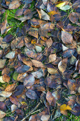 Fallen leaves background