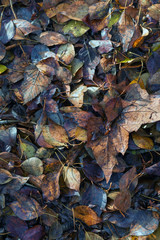 Fallen leaves background