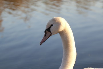 Schwan im See