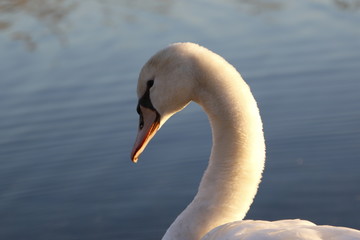 Obraz premium Schwan im See