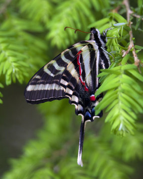 Zebra Swallowtail Butterfly Close Up