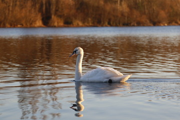 Schwan im See
