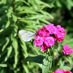 Black-veined White Butterfly