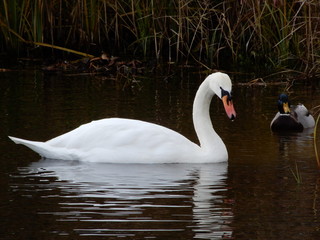 Łabędź   swan © Dominik