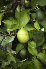 Organic lemons in Ivan Dolac village, Hvar island - Croatia