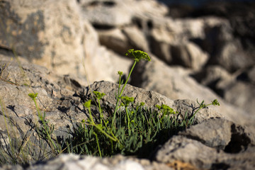 Agrimony - plant that grows close to the croatian sea