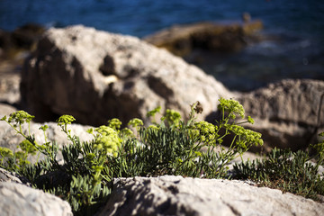 Agrimony - plant that grows close to the croatian sea
