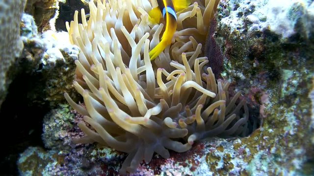 Clownfish or Twoband Anemonefish (Amphiprion bicinctus), Red sea, Sharm El Sheikh, Sinai Peninsula, Egypt
