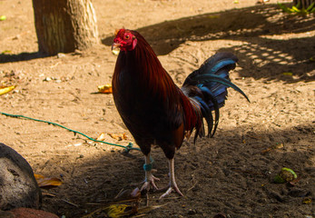 colorful rooster in backyard