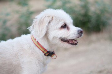 white little dog
