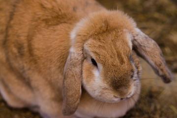 Brown farm rabbit in summer day, fluffy fur