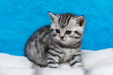 Fototapeta na wymiar Scottish straight cat on a blue background