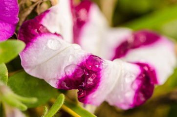 Water drops on pink and white flower close up
