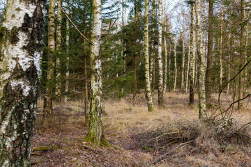 Trädstammar i en björkskog