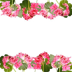 Beautiful floral pattern of pink pelargoniums 