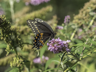 Eastern tiger swallowtail, Papilio glaucus