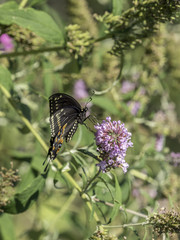 Eastern tiger swallowtail, Papilio glaucus