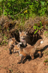 Red Fox Kits (Vulpes vulpes) Gather at Den