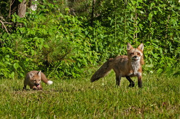 Red Fox Kit (Vulpes vulpes) Follows Mother Out of Woods