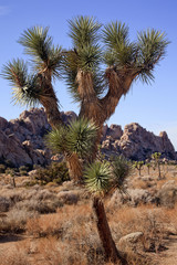 Fototapeta premium Many Branches Yucca Brevifolia Mojave Desert Joshua Tree Nation