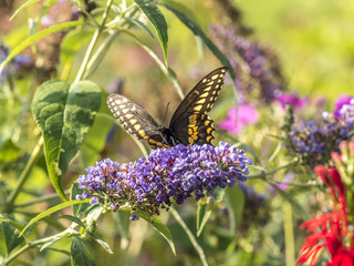 Eastern tiger swallowtail, Papilio glaucus
