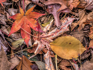 Autumn leaves in forest