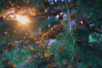 Fototapeta na wymiar Sunlight on a Pine Tree