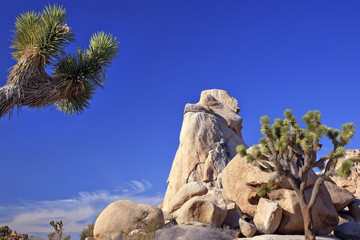 Fototapeta na wymiar Rock Yucca Brevifolia Mojave Desert Joshua Tree National Park C