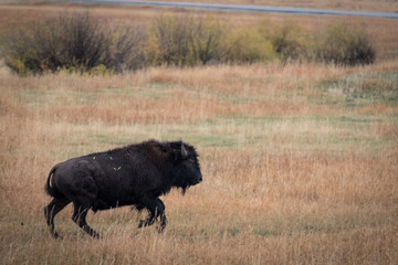 Bison running