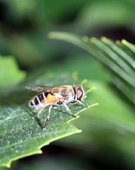 hoverfly, or syrphid fly on a green leaf