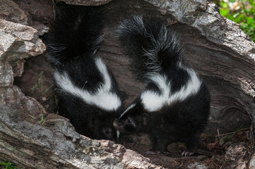 Two Striped Skunk Kits (Mephitis mephitis) Turn in Log