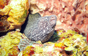 Moray with coral