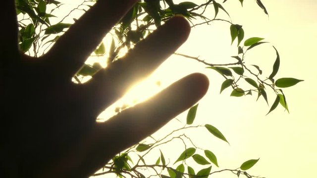Sun's Rays Through Fingers Palm