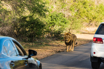 Lion sighting in the Kruger National Park