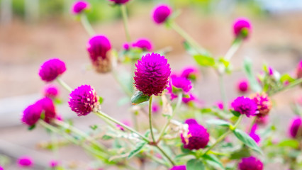 Fototapeta na wymiar amaranth flowers, Purple flowers