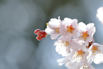 枝垂桜