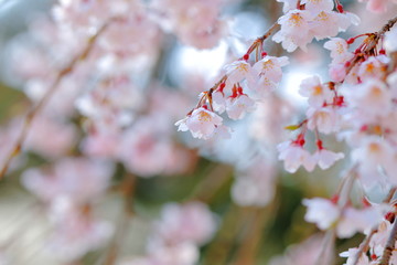 枝垂桜