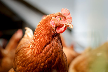 Eiererzeugung - aufmerksam blickendes Legehuhn