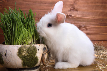 Obraz premium fluffy white little rabbit
