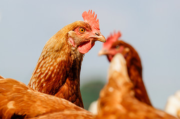 Vogelgrippe - aufmerksames Huhn, Nahaufnahme