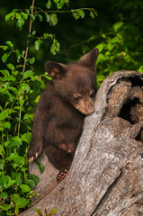Obraz premium Black Bear Cub (Ursus americanus) Rests On Log